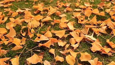实拍满地银杏叶飘落视频的预览图